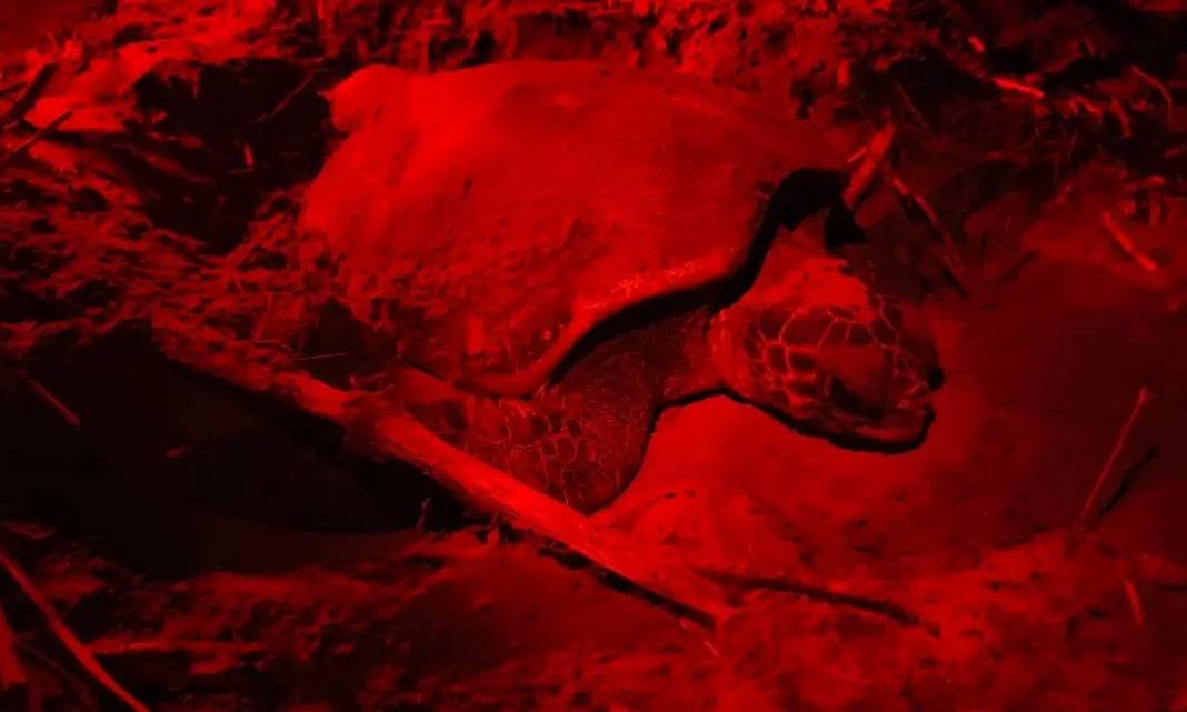 Yavru Carettaları Kırmızı Işık Kurtaracak! 3